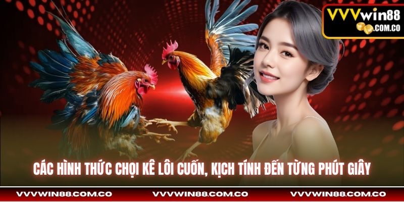 Các hình thức chọi kê lôi cuốn, kịch tính đến từng phút giây