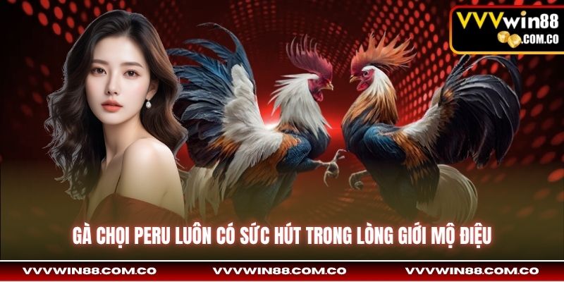 Gà chọi Peru luôn có sức hút trong lòng giới mộ điệu